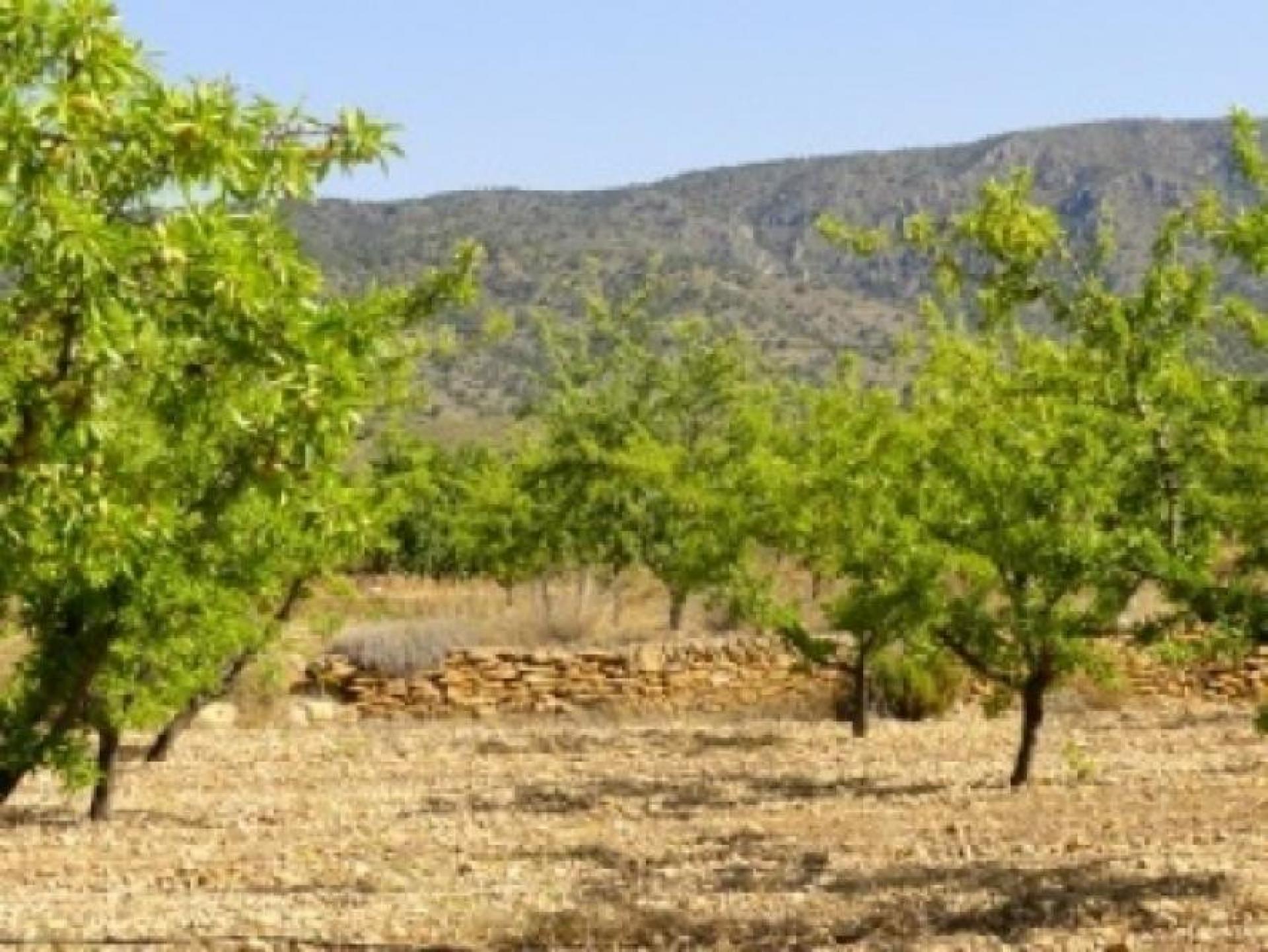 Luxuriöse Villa mit drei Schlafzimmern und zwei Bädern in Pinoso in Medvilla Spanje